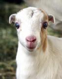 Lamancha Baby Goat look at the small ears!