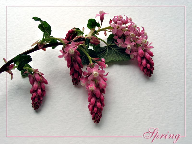 Spring