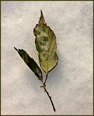 The leaf in the snow (2)