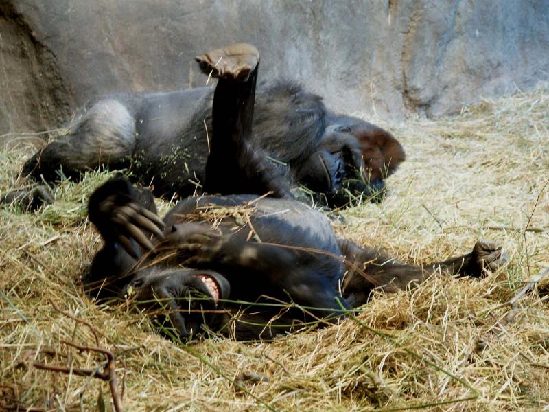 Gorilla, Woodland Park Zoo