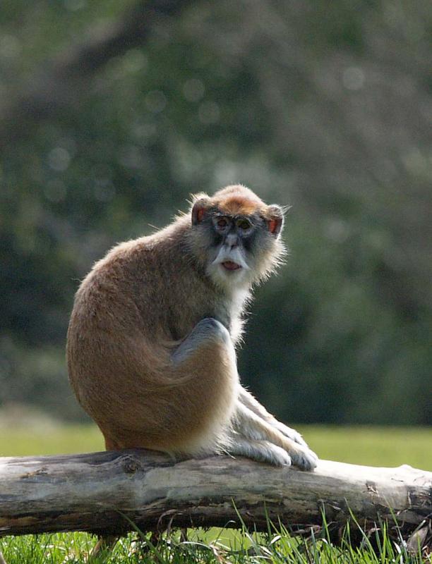 Patas_Monkey, Woodland Park Zoo