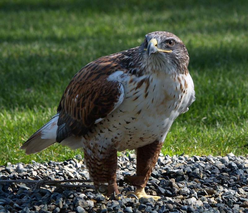 Gyrfalcon, Woodland Park Zoo