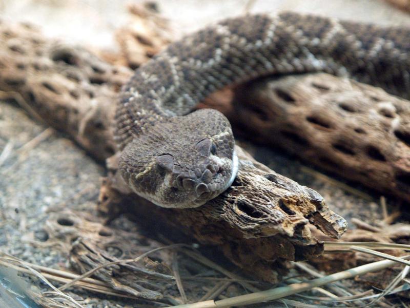 Western Diamondback, Woodland Park Zoo