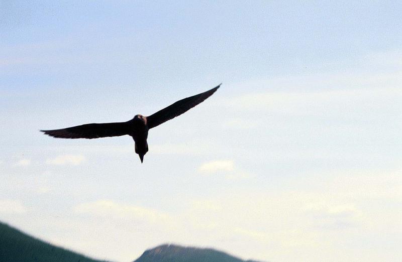 Parasitic Jaeger