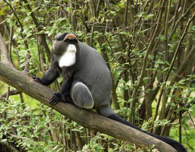 DeBrazza's Monkey, Woodland Park Zoo