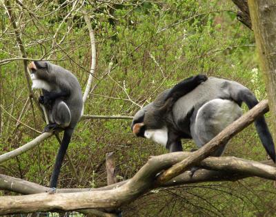 Two DeBrazza's Monkeys, Woodland Park Zoo