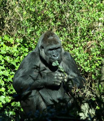 Gorilla, Woodland Park Zoo