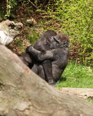 Gorilla, Woodland Park Zoo