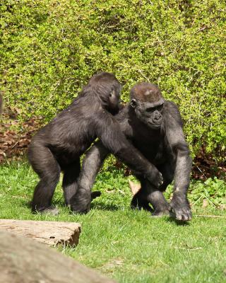 Gorilla, Woodland Park Zoo