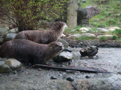 Twin Otters, Woodland Park Zoo