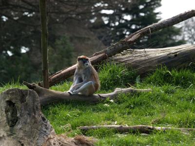 Patas_Monkey, Woodland Park Zoo