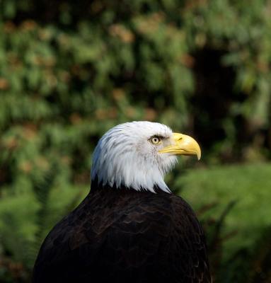 Bald Eagle, Woodland Park Zoo