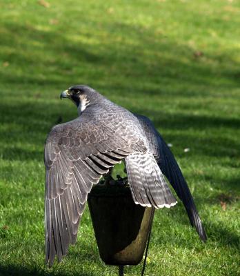 Falcon, Woodland Park Zoo