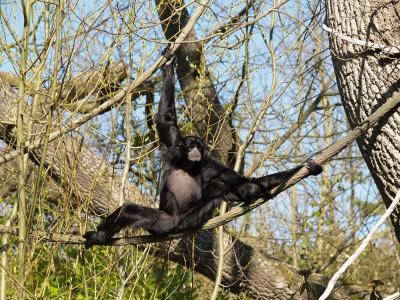 Siamang, Woodland Park Zoo