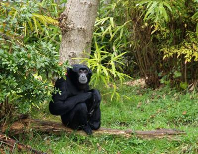 Siamang, Woodland Park Zoo