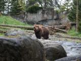 Brown Bear, Woodland Park Zoo
