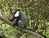 DeBrazzas Monkey, Woodland Park Zoo