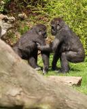 Gorilla, Woodland Park Zoo