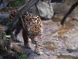 Jaguar, Woodland Park Zoo