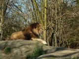 Lion, Woodland Park Zoo