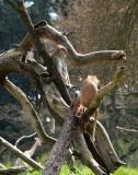 Patas_Monkey, Woodland Park Zoo