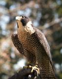 Falcon, Woodland Park Zoo