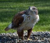 Gyrfalcon, Woodland Park Zoo