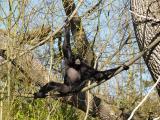 Siamang, Woodland Park Zoo