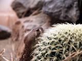 Western Diamondback, Woodland Park Zoo