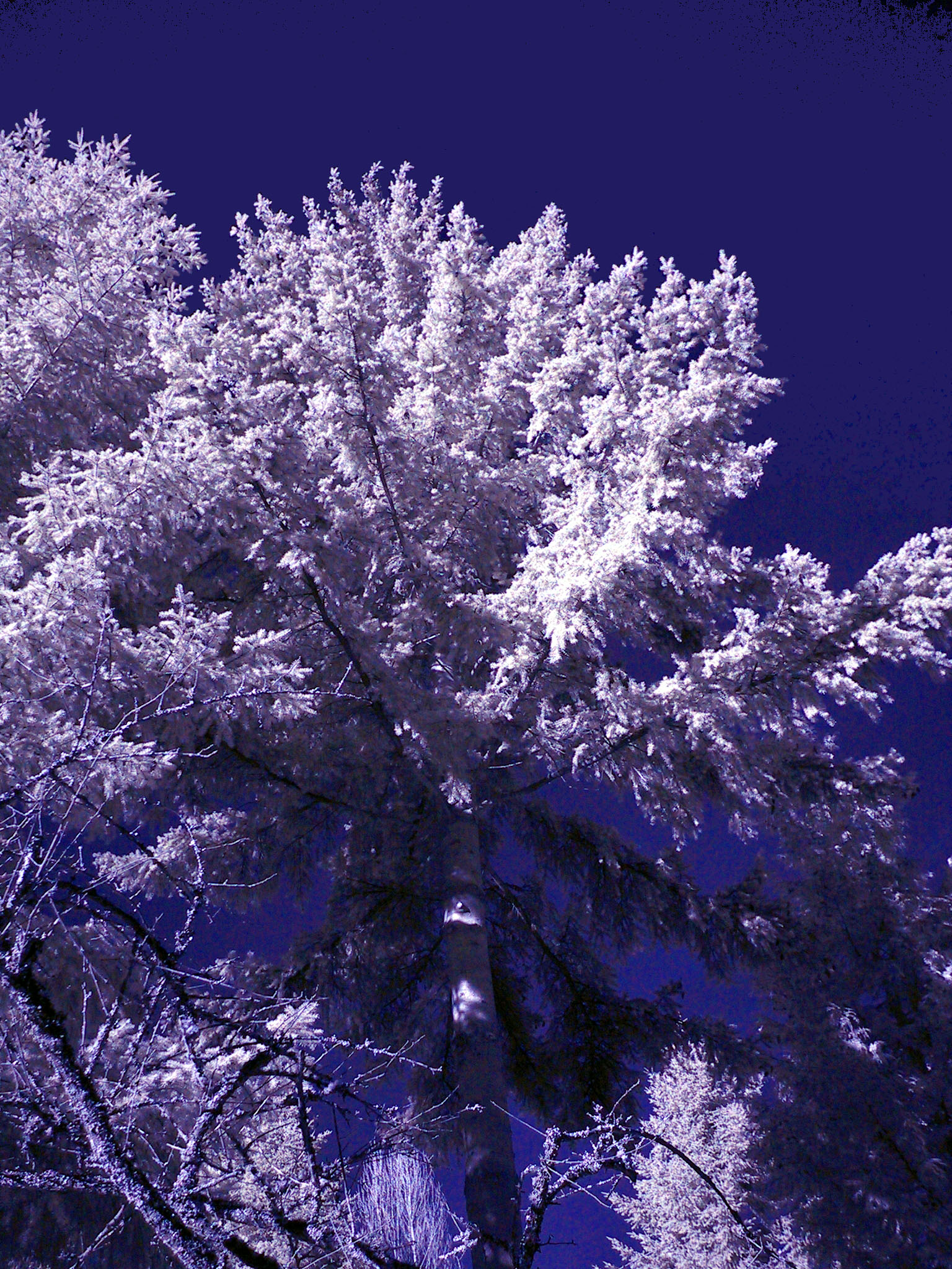 127-2745_IMG.JPG