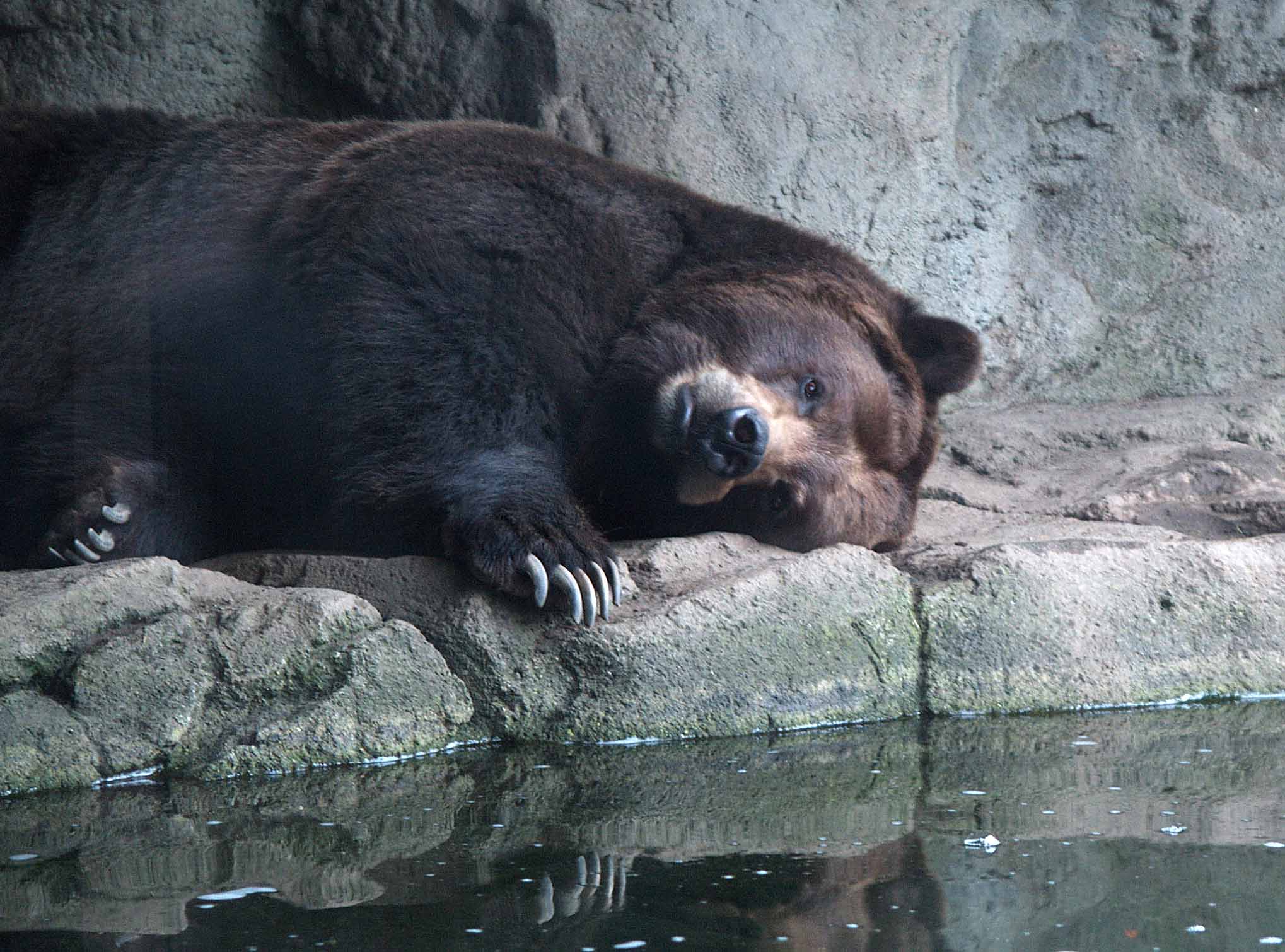 Brown Bear, Woodland Park Zoo