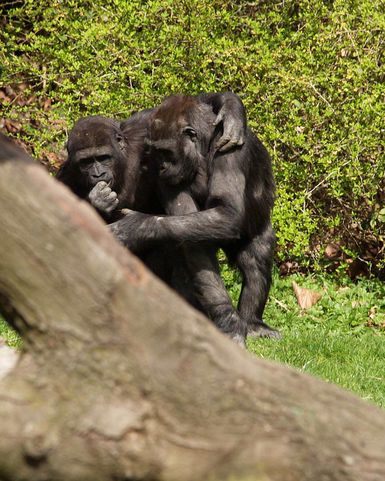 Gorilla, Woodland Park Zoo