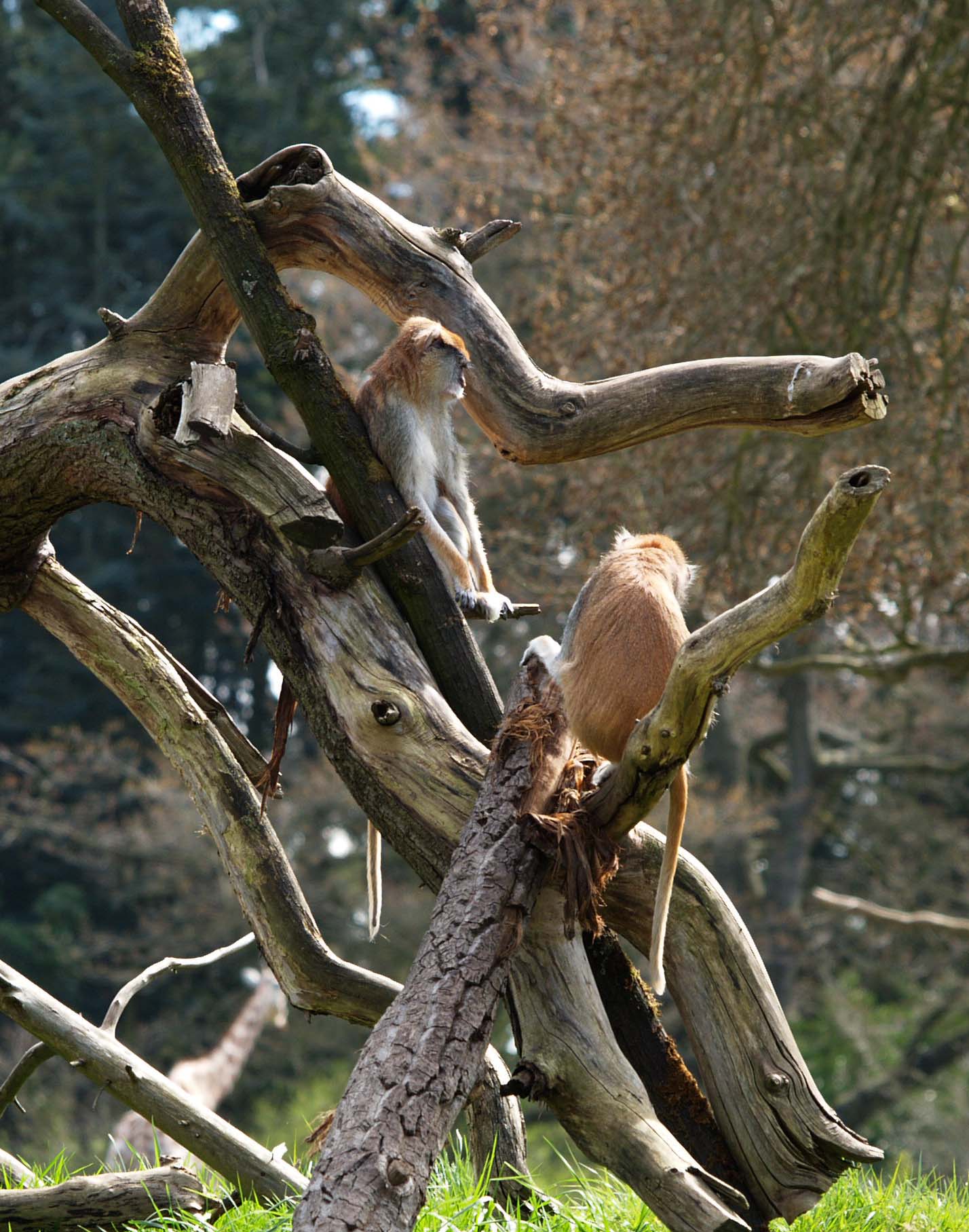 Patas_Monkey, Woodland Park Zoo