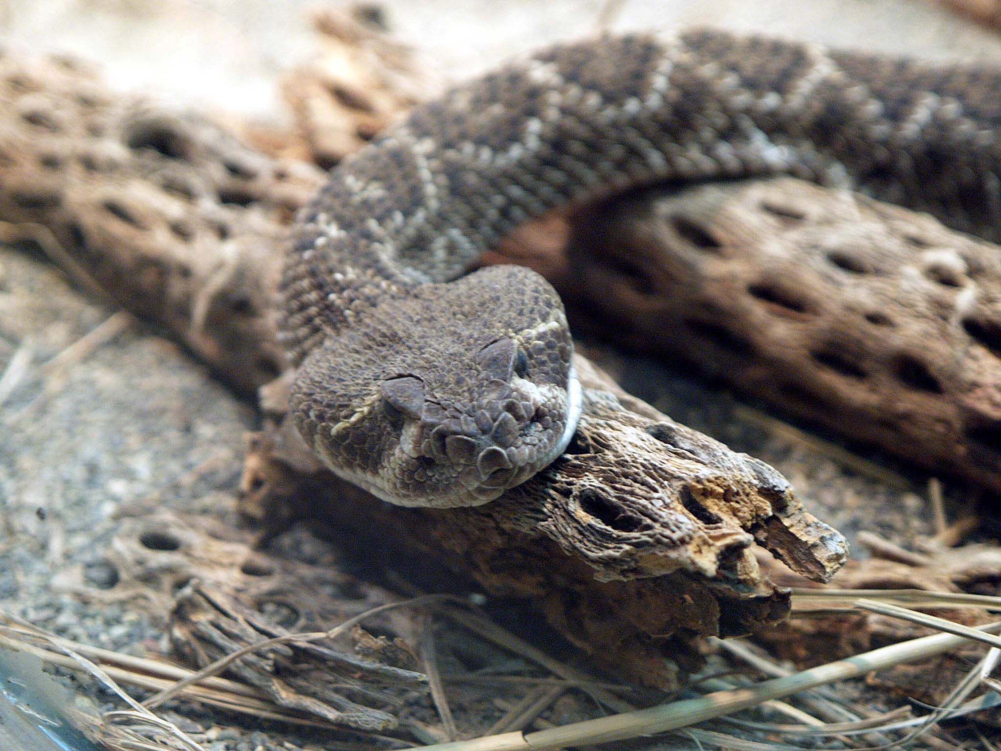 Western Diamondback, Woodland Park Zoo