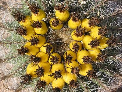 Alien Egg Pods