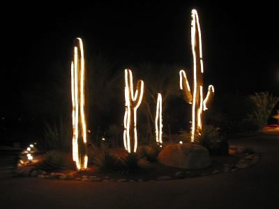 Christmas Cacti