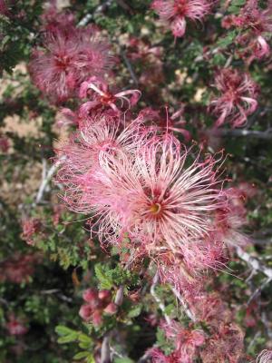 Desert Flowers