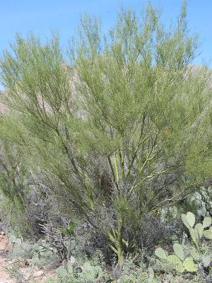 Palo Verde
