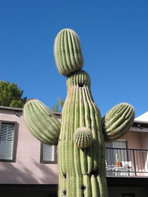 Saguaro Sam