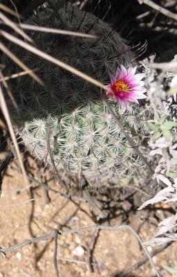 Solitary Bloom