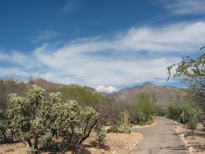 Santa Catalina Mountains
