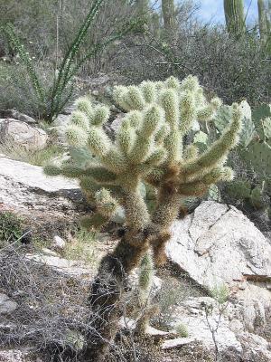 Cactus 2