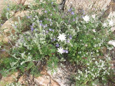 Desert Flowers 2