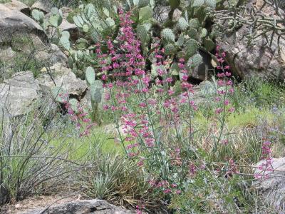 Desert Flowers 4