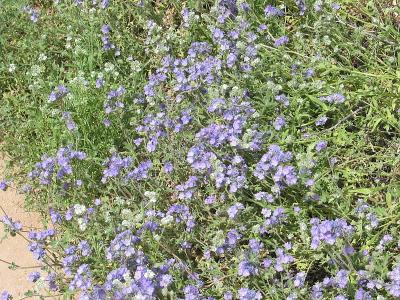 Desert Flowers 5