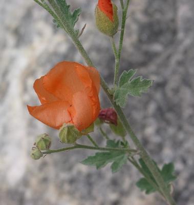 Desert Flowers 6