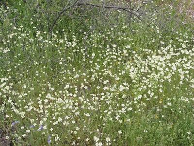 Desert Flowers 7