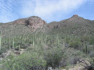 Saguaro Forest