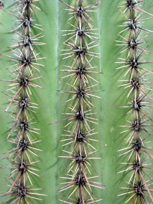 Saguaro Up Close