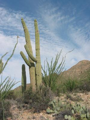 Saguaro